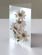DAISIES GREETING CARD