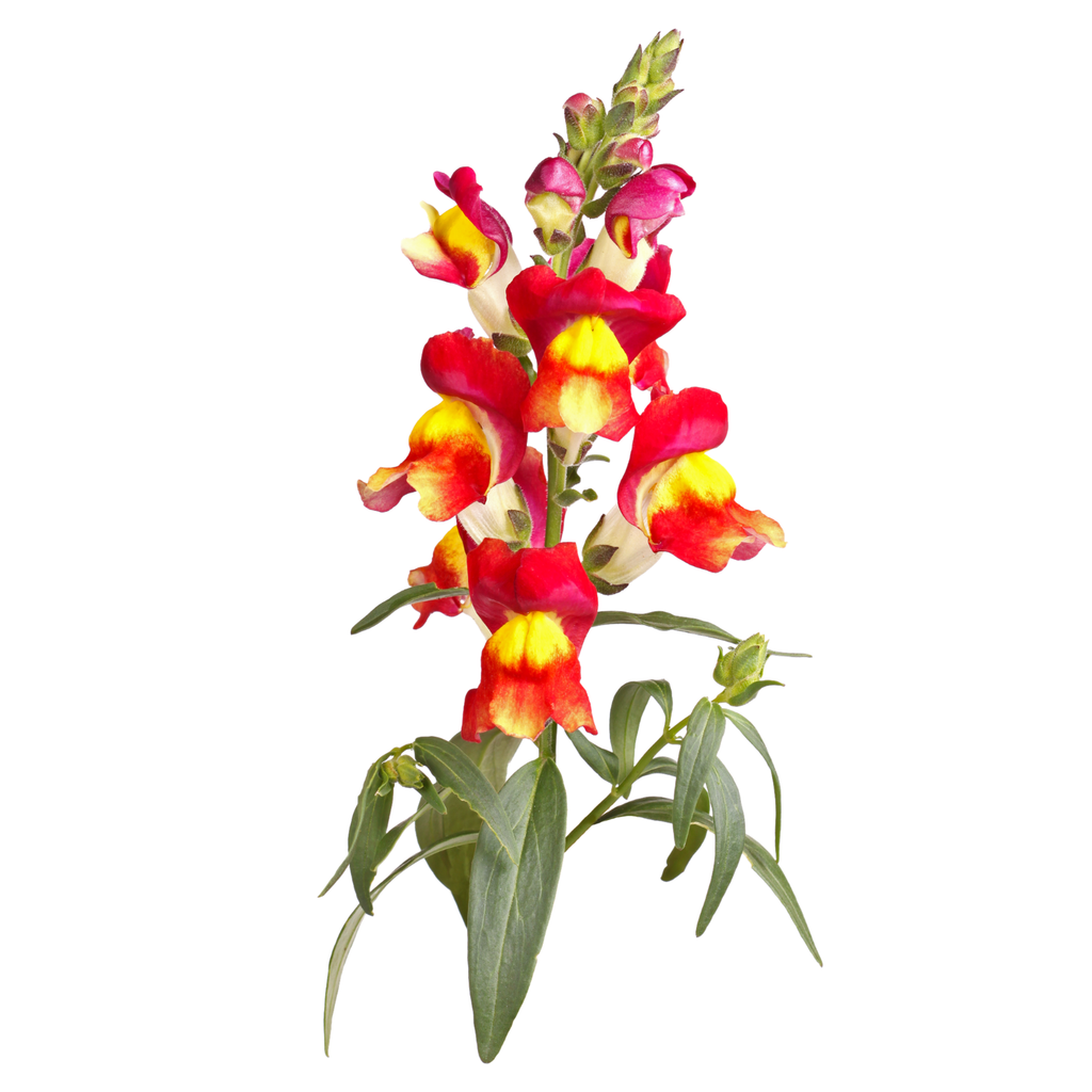 Snapdragon Brighton Rock