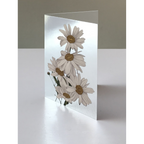 DAISIES GREETING CARD