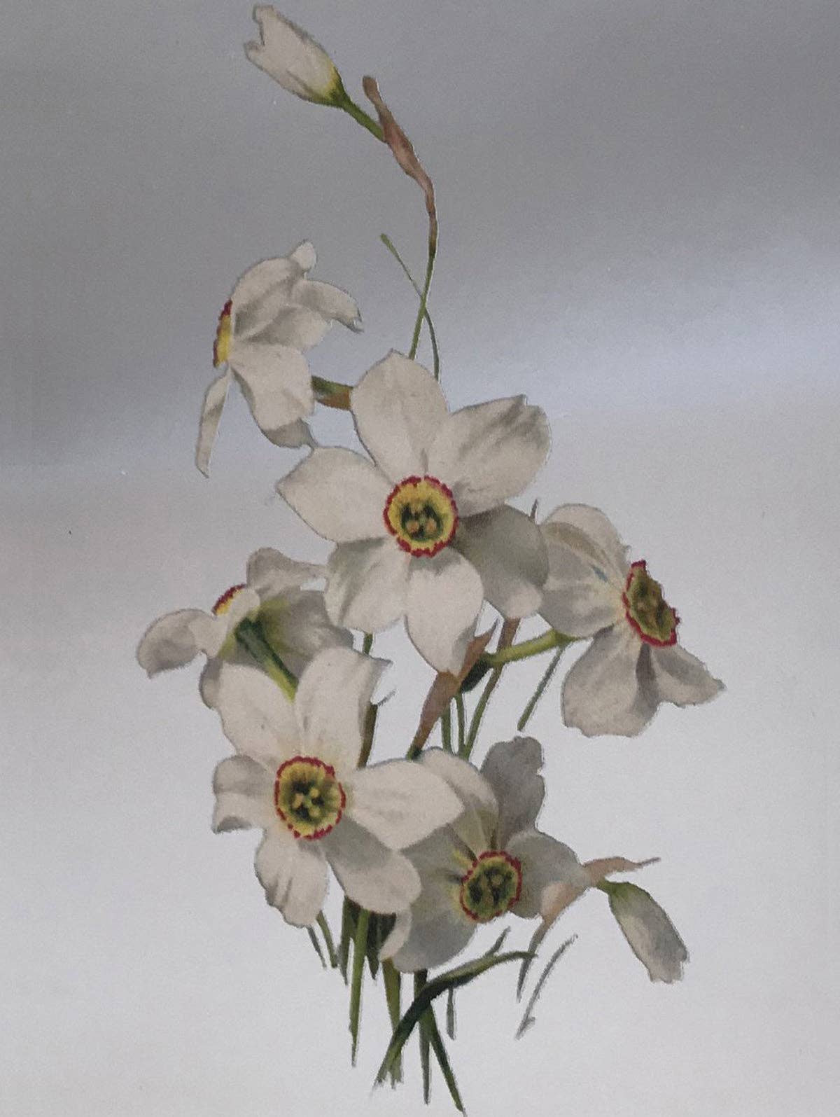 NARCISSUS GREETING CARD